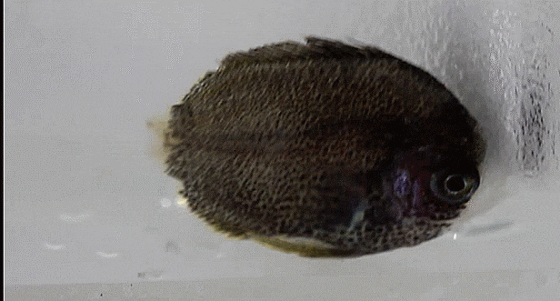 Centropyge cf. tibicen ; Keyhole angelfish 유사 ; 피그미엔젤피쉬-류의 1종 ;청줄돔과
