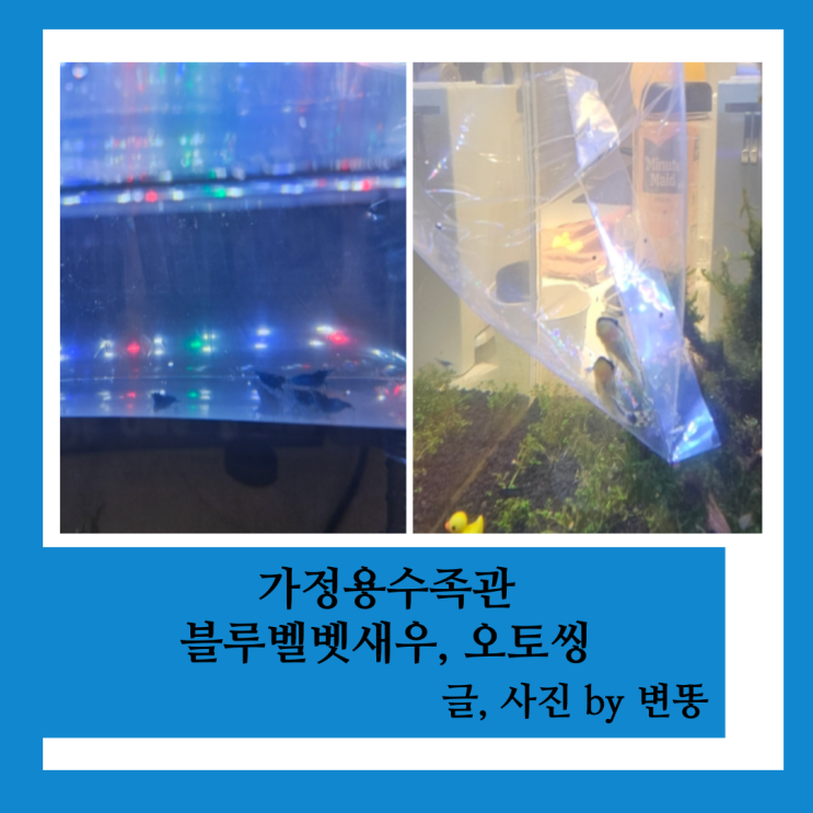  가정용수족관: 블루벨벳새우 입양& 오토씽 입양(새우귀여워!)