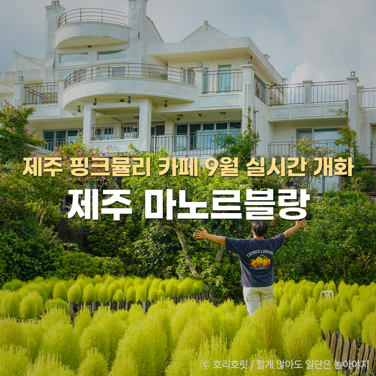  제주 핑크뮬리 카페 마노르블랑 9월 실시간