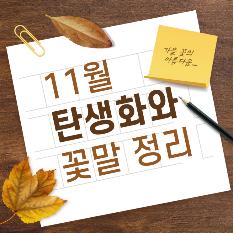  11월 탄생화 꽃말 완벽 총정리 1일부터 30일까지