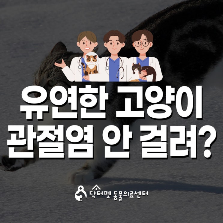  고양이는 유연해서 관절염이 없다고요? 오해와 진실 부산 고양이친화병원