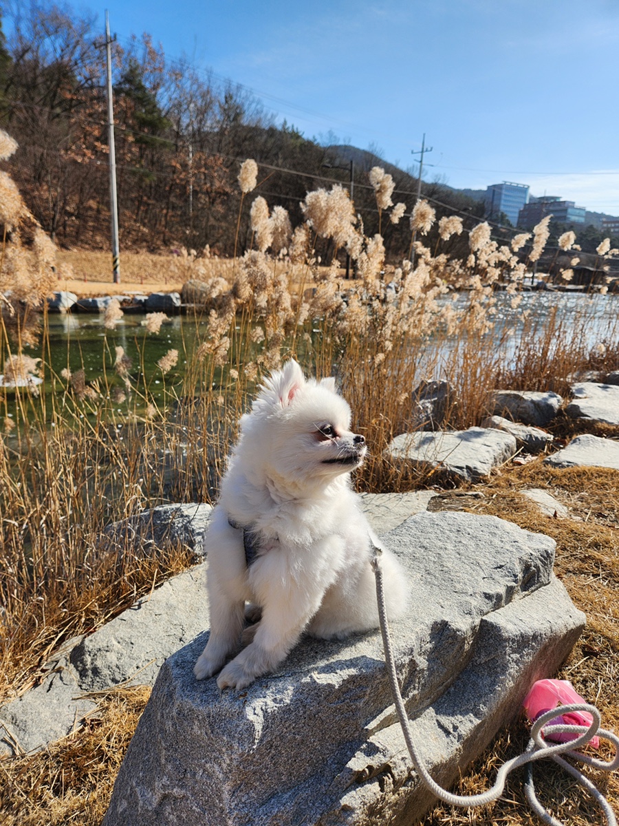 카니발의 아침 사진 5