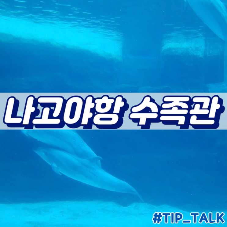  나고야항 수족관 입장료 예매 공연시간
