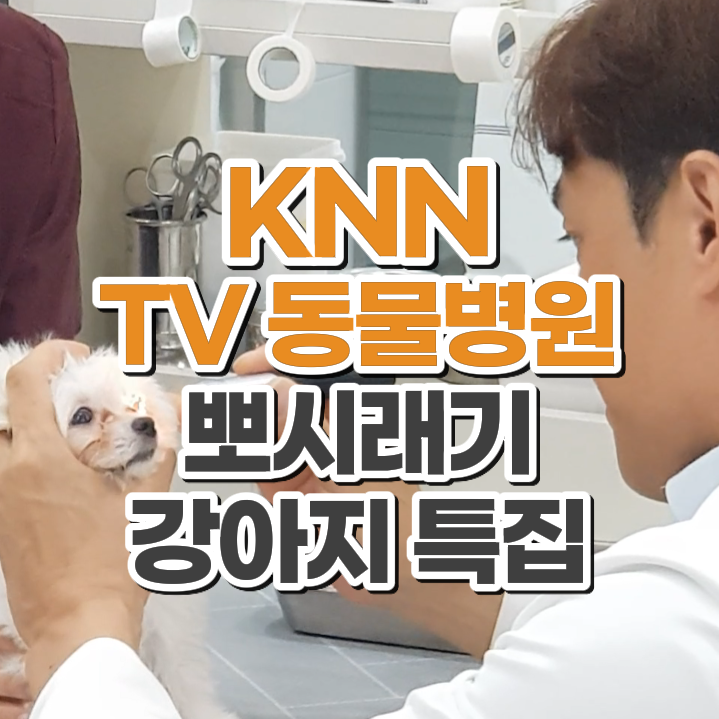  권도형 대표원장 KNN TV동물병원 네번째 촬영 소식 닥터펫동물의료센터 부산24시동물병원
