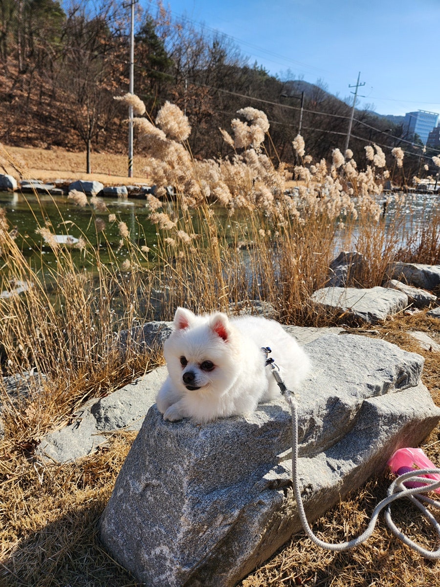 카니발의 아침 사진 3