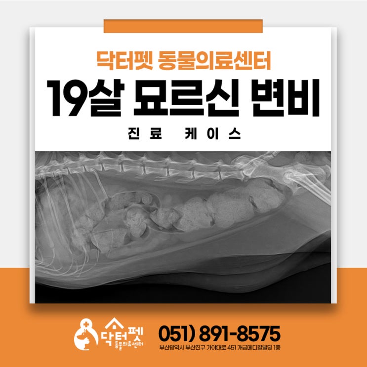  19살 노령묘 만성변비 신부전 부산 고양이동물병원 닥터펫
