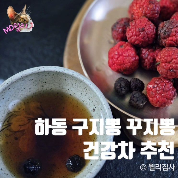  꾸지뽕 구지뽕 차 하동 손빈아처럼 유명한 건강차