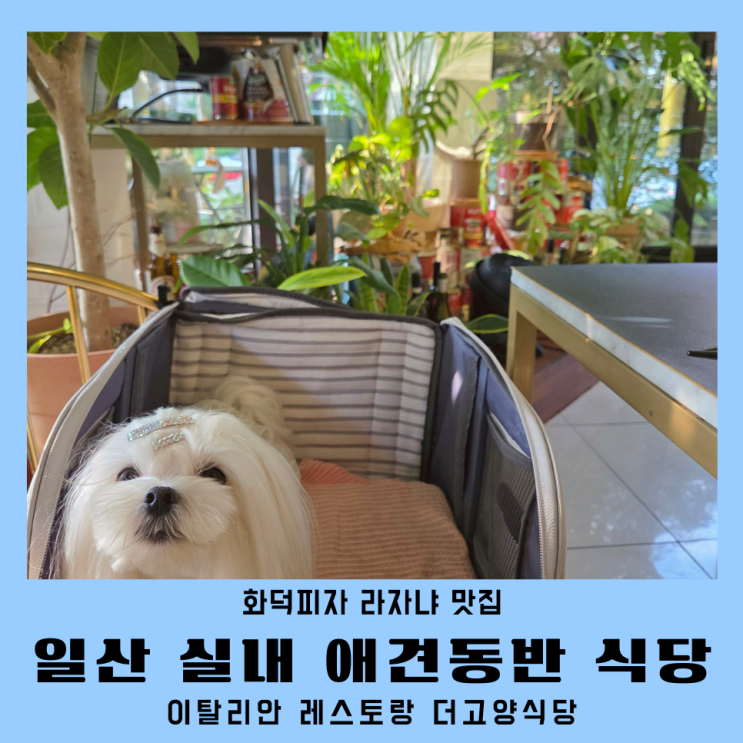  일산 밤리단길 맛집 더고양식당 라자냐 피자 반려견동반