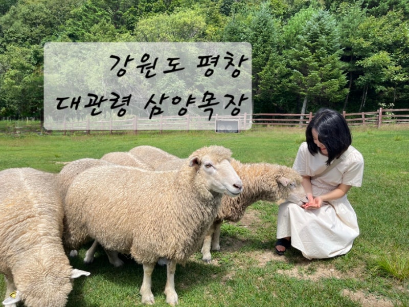 평창 대관령 삼양목장 | 양몰이 공연, 양먹이 체험, 양떼 포토존 꿀팁 총정리