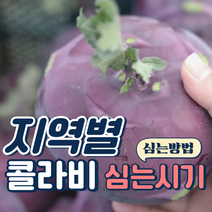  가을 콜라비 심는시기 지역별 간격 방법