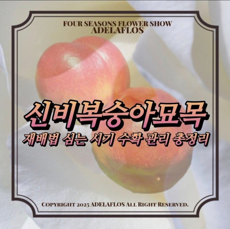 신비복숭아묘목 재배법 심는 시기 수확 관리 총정리