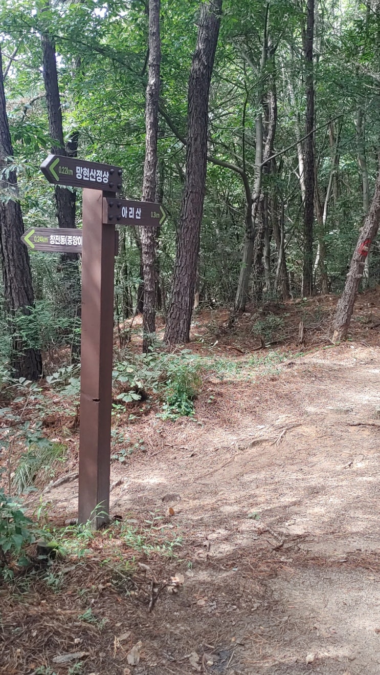 오늘 이른오후에 망현산의 솔향기를 맡으며...