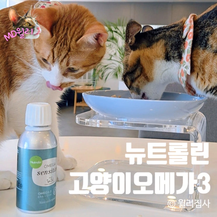  고양이오메가3 추천 뉴트롤린 고양이영양제