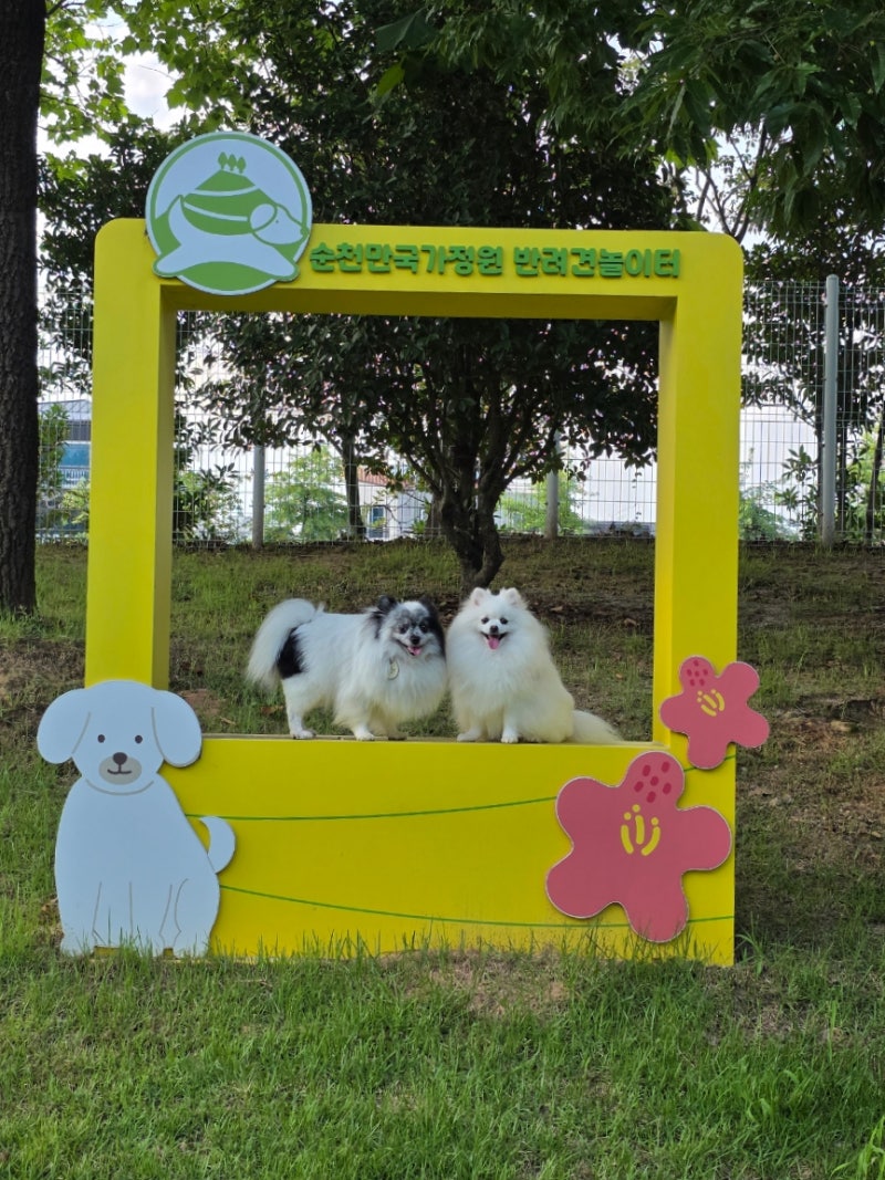 순천 강아지 놀이터 순천만에 애견 운동장이 있대요