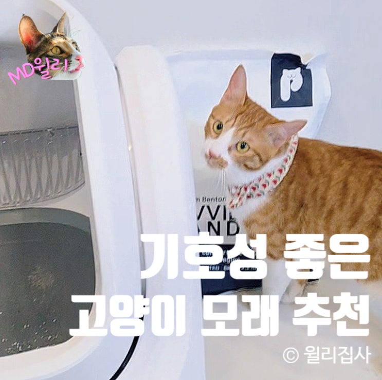 고양이모래 기호성 좋은 라비샌드 펄송 추천