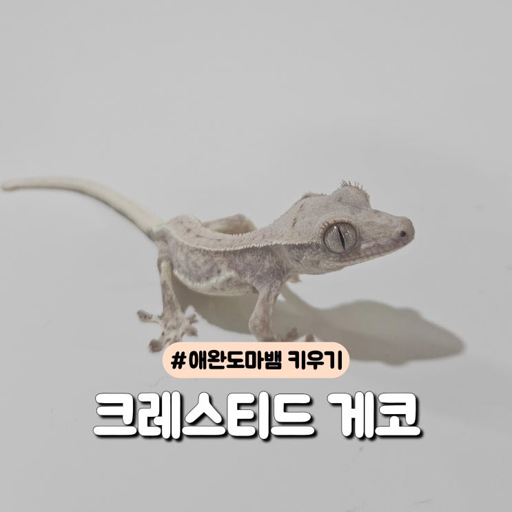  크레스티드 게코 베이비 키우기 , 도마뱀키우기, 키우기 쉬운 반려동물 추천