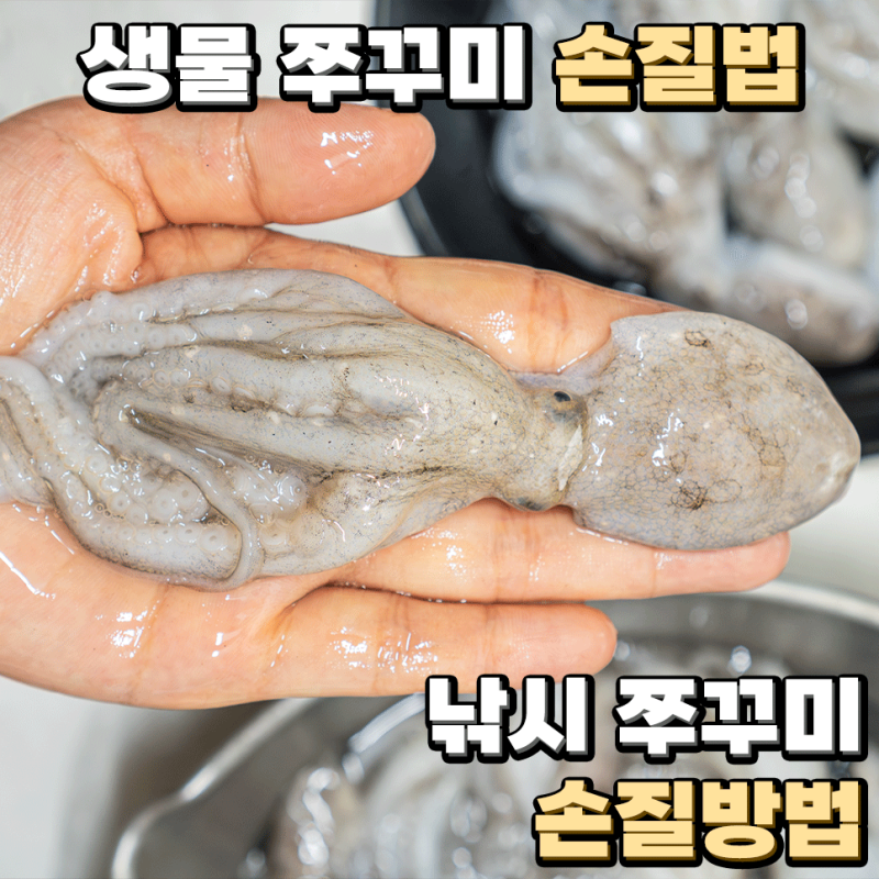 생물 쭈꾸미 손질법 낚시 쭈꾸미 손질방법