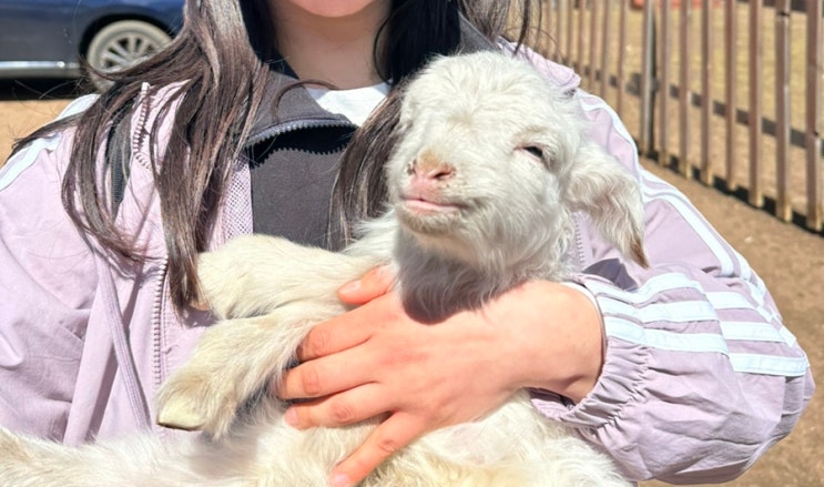 [2025년 5월] 하나투어 몽골 패키지 여행 : 2일차 / 동물동물동물&hearts;