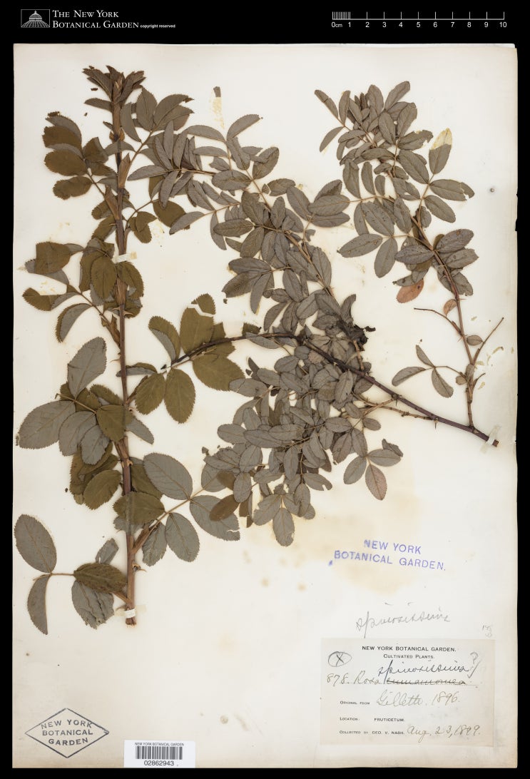   해당화와 장미속 분류학 산책 9편. 검은 열매의 장미 - 스코틀랜드 로즈 (Rosa spinosissima)