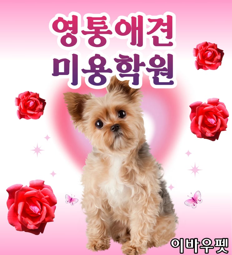  영통애견미용학원, 반려동물 전문가의 시작 이바우펫