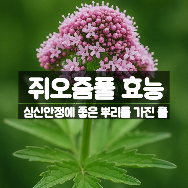  예쁜 꽃을 가진 쥐오줌풀 발레리안루트 효능 부작용 먹는법 - 심신안정에 좋은 차