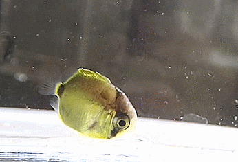 Chaetodon lineolatus (Lined butterflyfish : Late-Tholichthys ) ニセフウライチョウチョウウオ (줄나비고기)