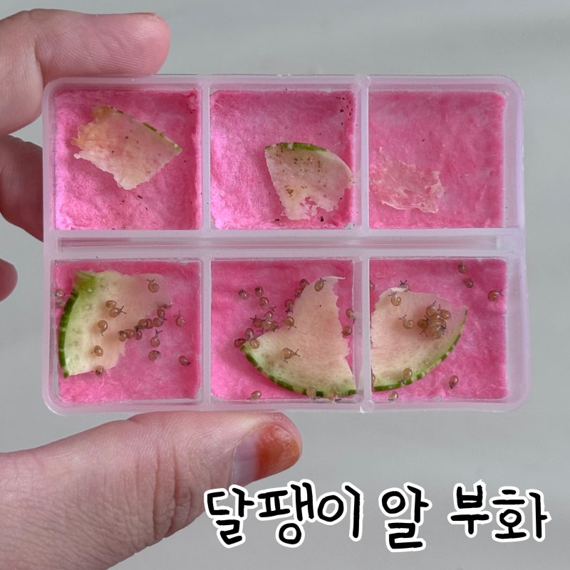 달팽이키우기, 명주달팽이 알 부화 및 꼬물이케어