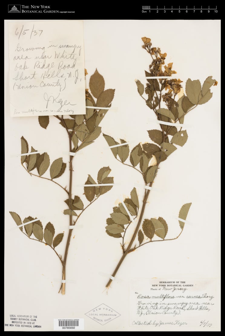   해당화와 장미속 분류학 산책 2편. 산야의 장미 - 찔레 (Rosa multiflora)