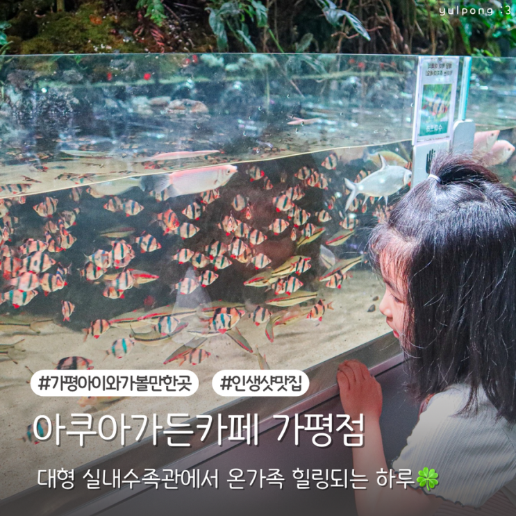  가평아이와가볼만한곳 아쿠아가든카페 실내수족관부터 먹이체험까지 힐링되는 하루
