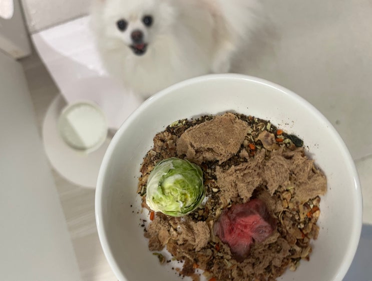 강아지 사료 칼로리 비교 + 급여량 Tip