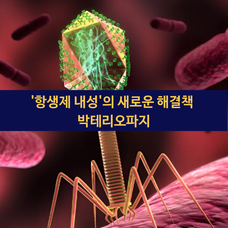  '항생제 내성'의 새로운 해결책 박테리오파지 | 항생제 내성균 제거