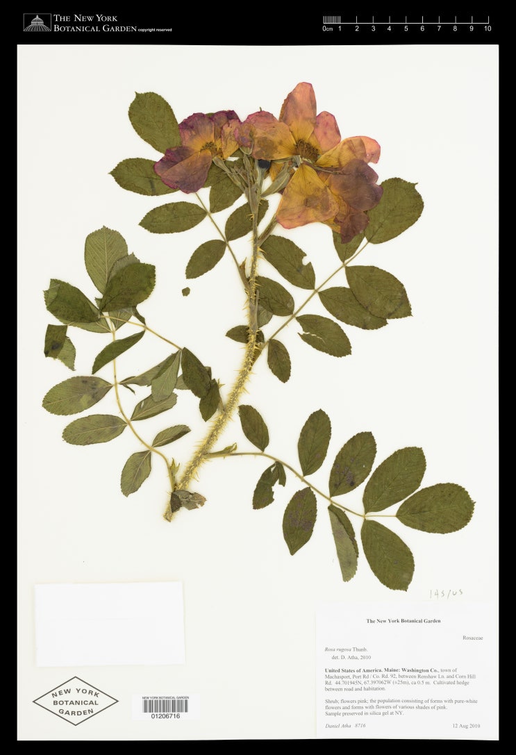   해당화와 장미속 분류학 산책 1편. 해안의 장미 - 해당화 (Rosa rugosa)
