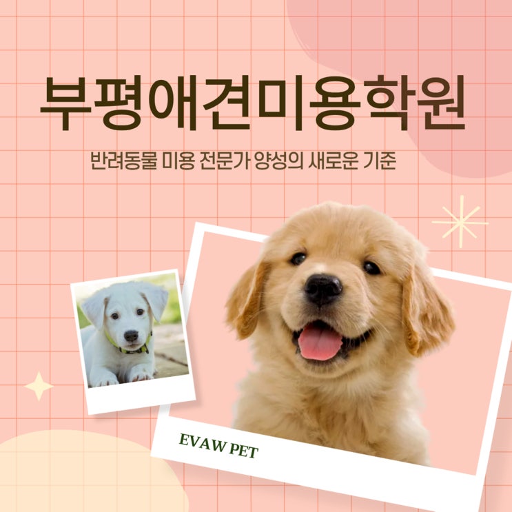  부평애견미용학원, 반려동물 미용 전문가 양성의 새로운 기준