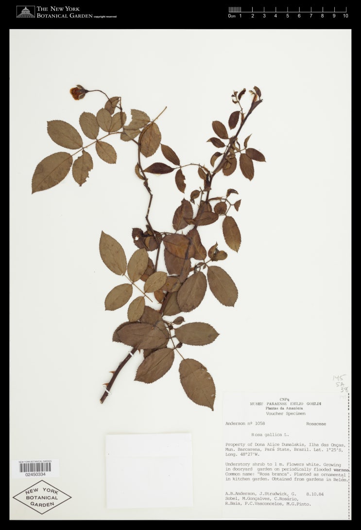   해당화와 장미속 분류학 산책 5편. 유럽의 고전 장미 - 프랑스 장미 (Rosa gallica)