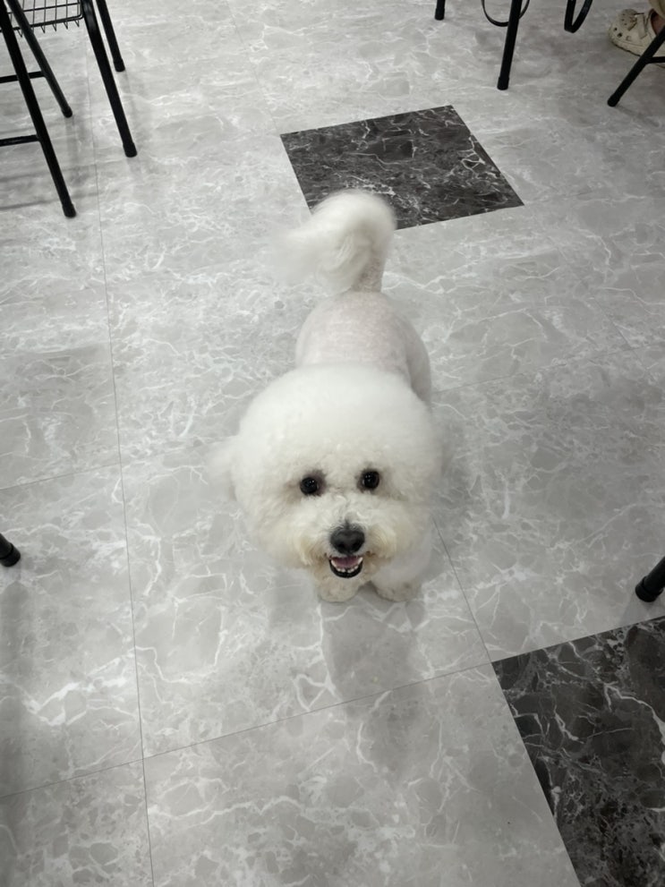  동물농장 1세대 이웅용소장의 행동지도수업