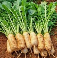  9월 무 심기, '가을 무우 막차' 아직 늦지 않았어요! (알타리무 키우기 완벽 가이드)