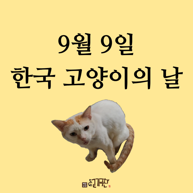  9월 9일, 오늘은 무슨 날? 한국 고양이의 날