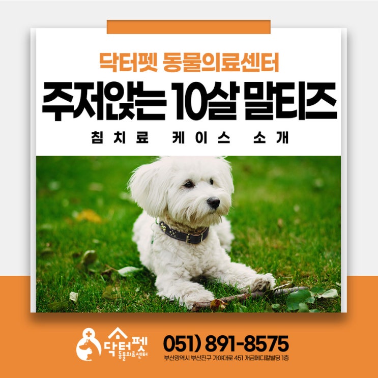  10살 말티즈 다리가 풀리고 주저앉아요 부산 강아지 침치료 한방 동물병원