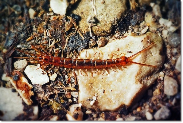 지네 나오는 꿈 지네 보는 꿈 기어가는 꿈 무서워 하는 꿈 지네가 들어오는 꿈 등