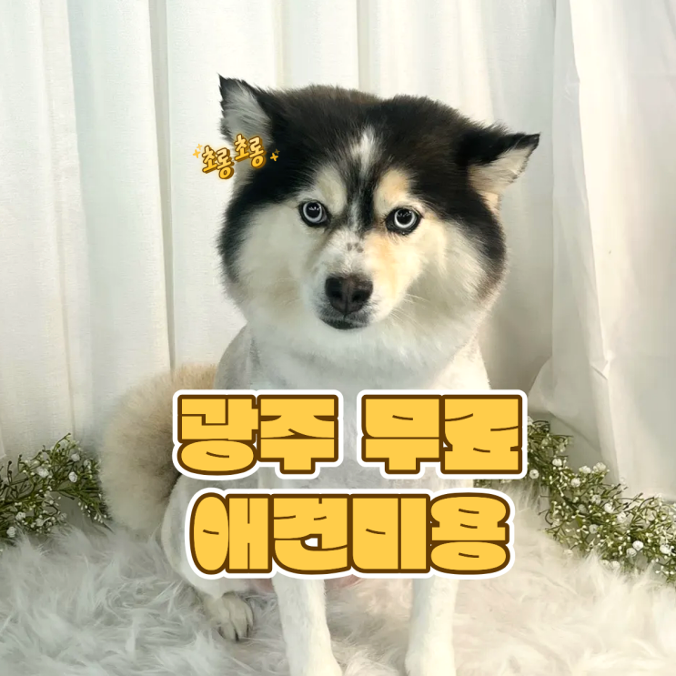  광주북구애견미용 0원에 즐기는 법