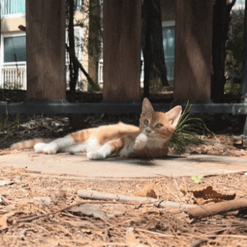  행복은 고양이