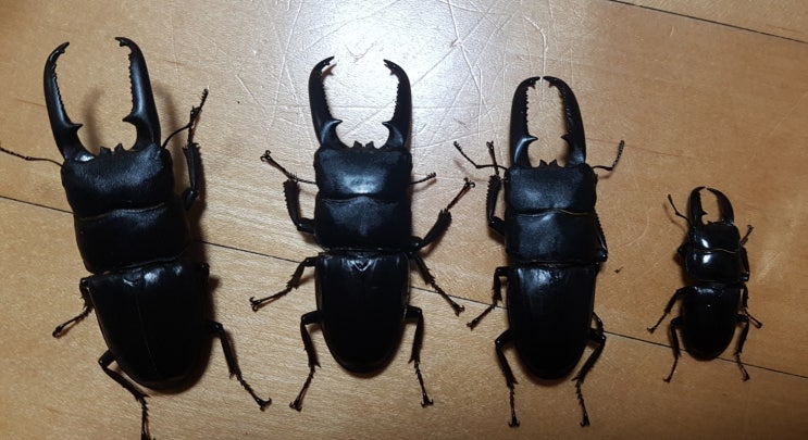  파주, 고양시 넓적사슴벌레, 톱사슴벌레, 애사슴벌레 채집하기