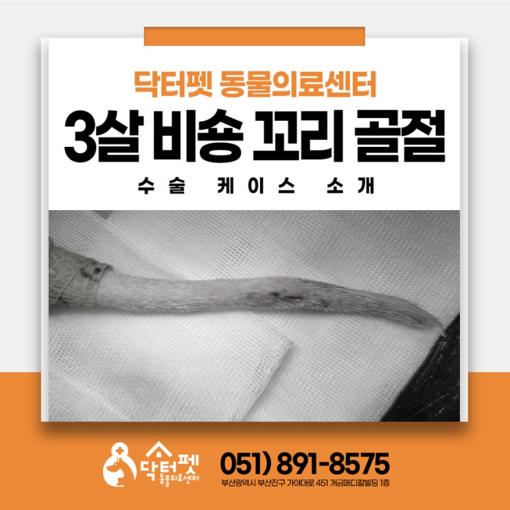  3살 비숑 꼬리를 다쳤어요 꼬리골절 부산 강아지 단미 외과 동물병원 닥터펫동물의료센터