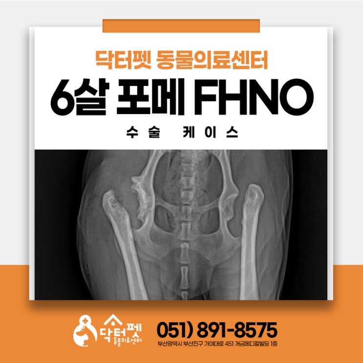  6살 포메라니안 고관절 수술 FHNO 강아지 부산 동물병원 외과