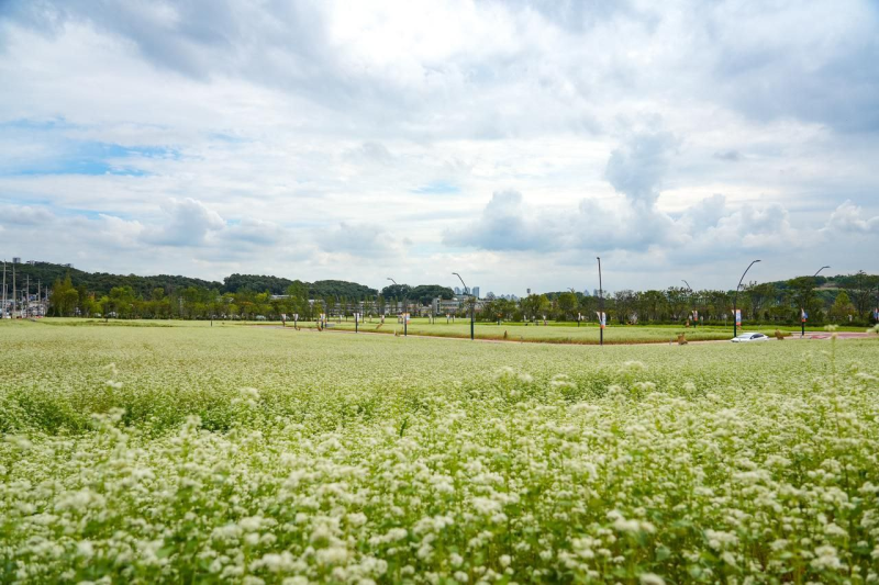 DK Asia: Incheon Festival's New Healing Spot! Geomdan Buckwheat Flower & Hwangto Sibri-gil Opens September 20