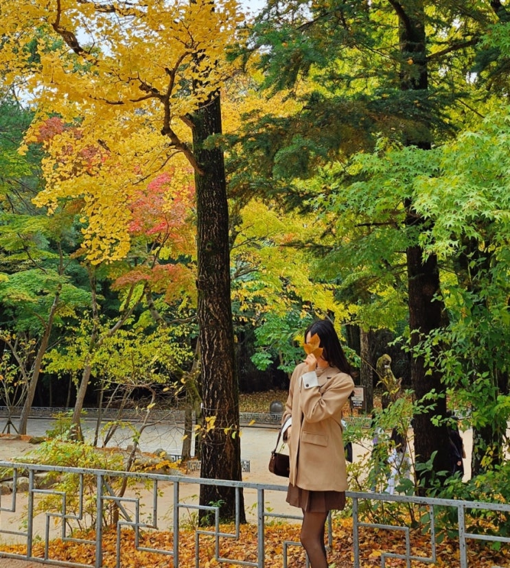  경주 불국사 단풍 시기 BEST | 날씨·입장료·뚜벅이 가는법 총정리!