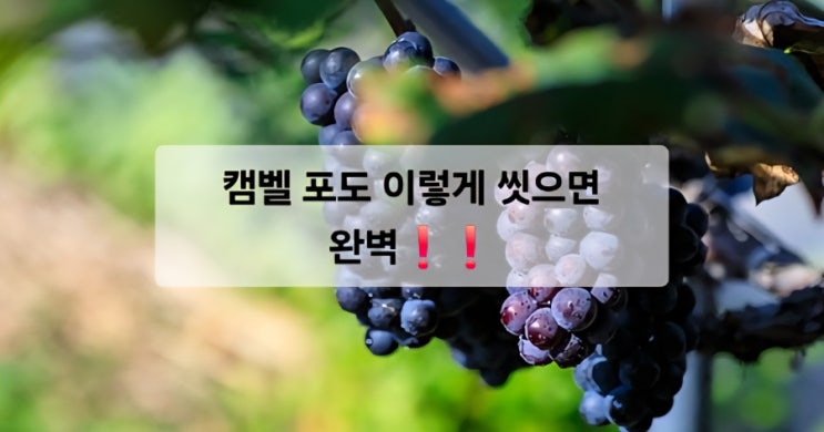   캠벨 포도, 이렇게 씻으면 완벽! /세척방법
