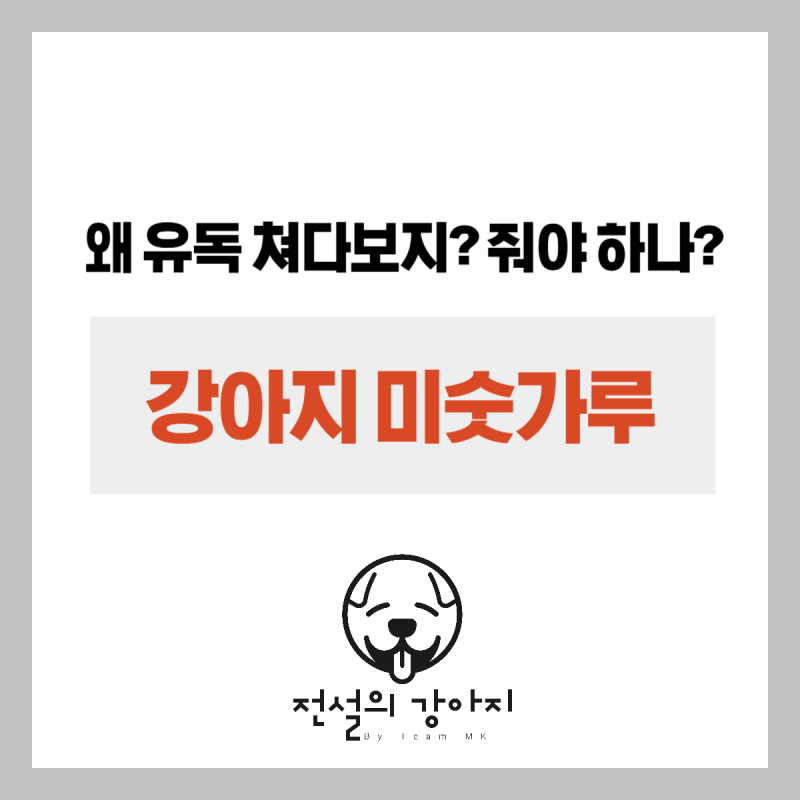 강아지 미숫가루 먹어도 될까? - 효능부터 주의사항까지 5가지 필수 체크포인트!