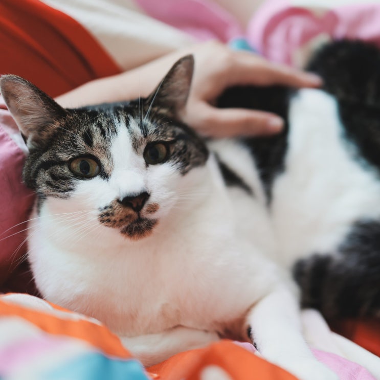  고양이 일상위험요소 오늘 우리집 물난리 날뻔 했어요