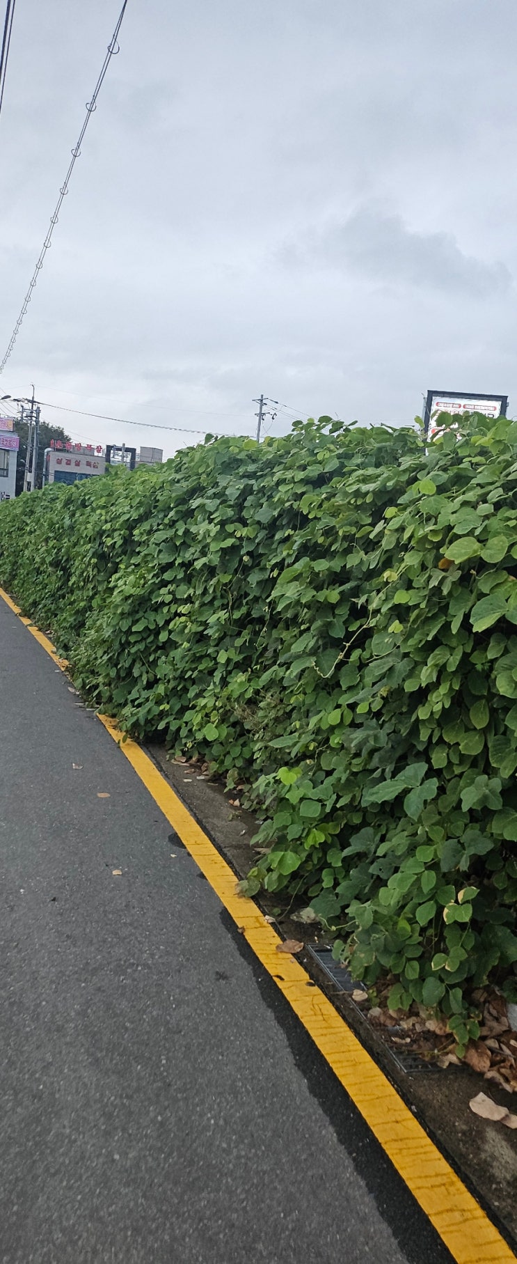  울산북구매곡동934-3 330평 넝쿨예초제초대행("울산예초대행")
